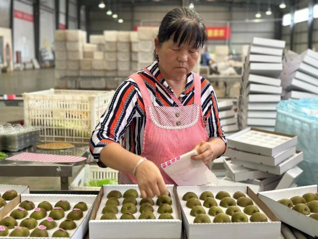 陕西：特色生态产业激活乡村振兴“新引擎”