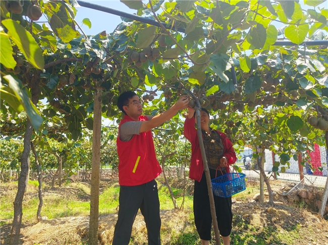 浙江永嘉：“香溢”志愿红绘就乡村振兴新图景