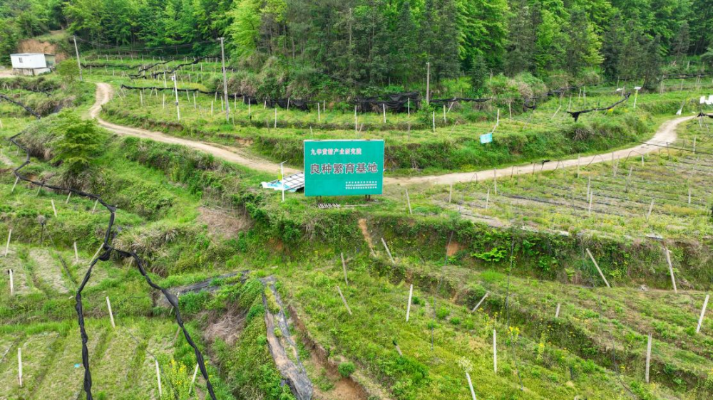 九华黄精铺就乡村振兴“黄金路”