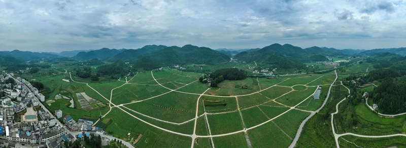德江县合兴镇合朋坝区高粱种植基地。