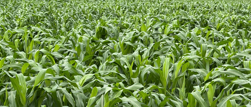 德江县合兴镇合朋坝区高粱种植基地。