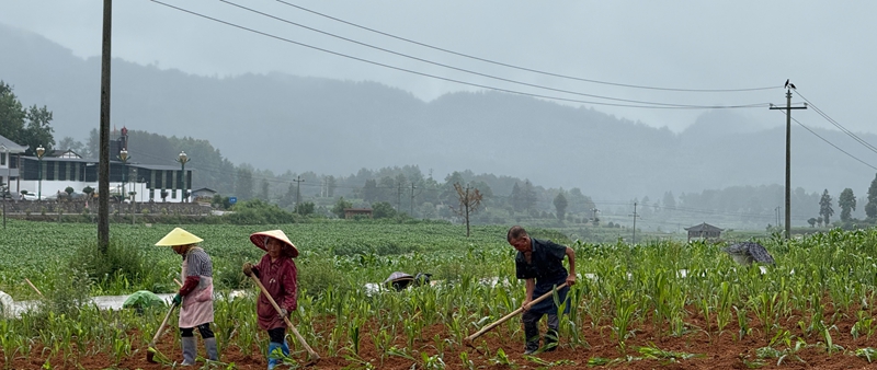 村民在高粱地辛勤劳作。