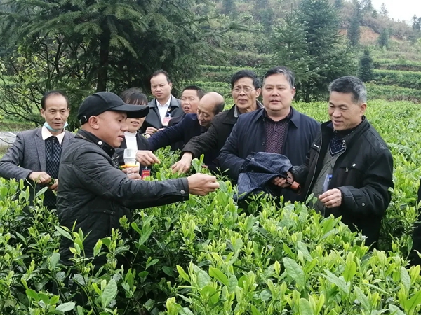 锦屏县人大常委会：“代表＋”为乡村振兴聚势赋能