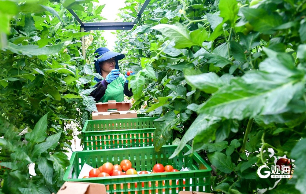 乡村振兴“片区”：风光无限收不尽