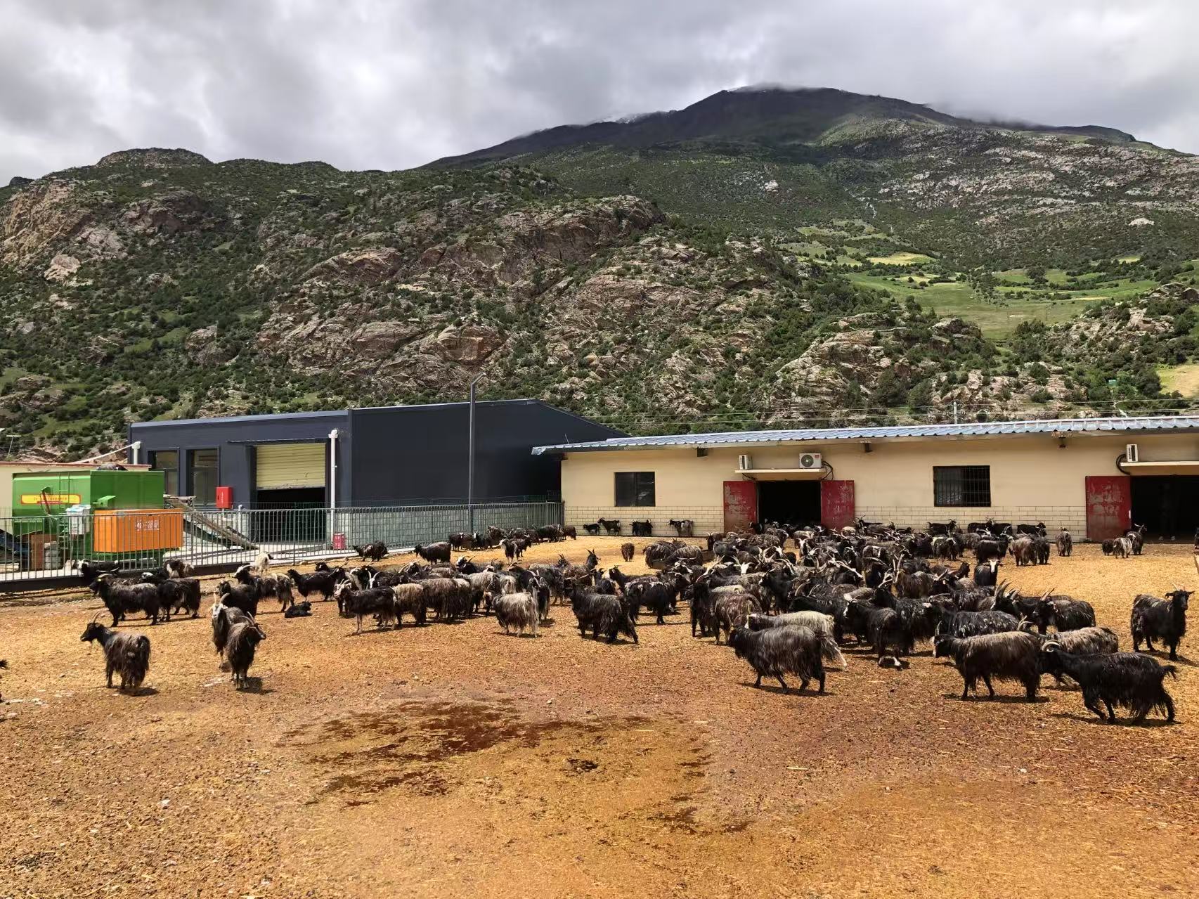 宝贝疙瘩黑山羊，乡村振兴新引擎