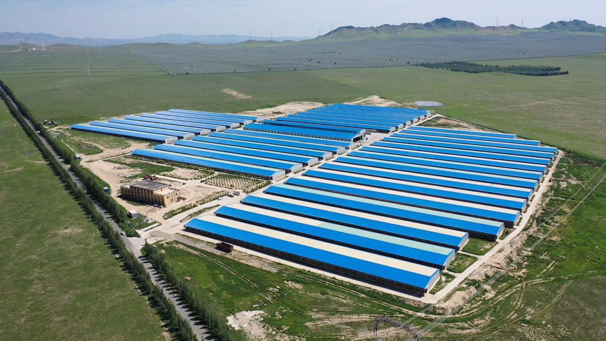 内蒙古巴林右旗：“牛”经济“犇”出乡村振兴加速度