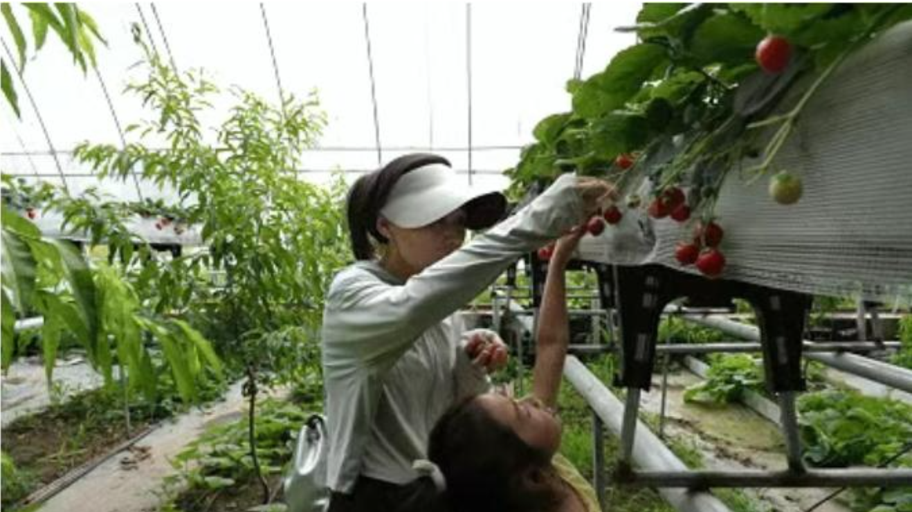 同江：甜蜜“小草莓”撬动乡村振兴“大产业”