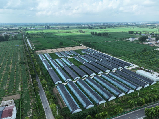 泗县东风村：写好乡村振兴路上新“菇”事