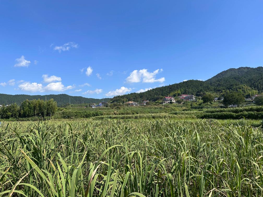 科技赋能，高山蔬菜成乡村振兴新引擎