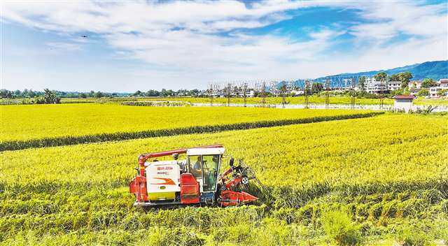 重庆垫江：做强种业“芯片” 赋能乡村振兴