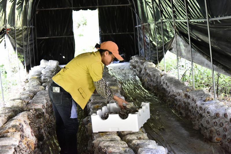 三塘镇林下千亩食用菌示范基地务工群众正在采摘平菇。