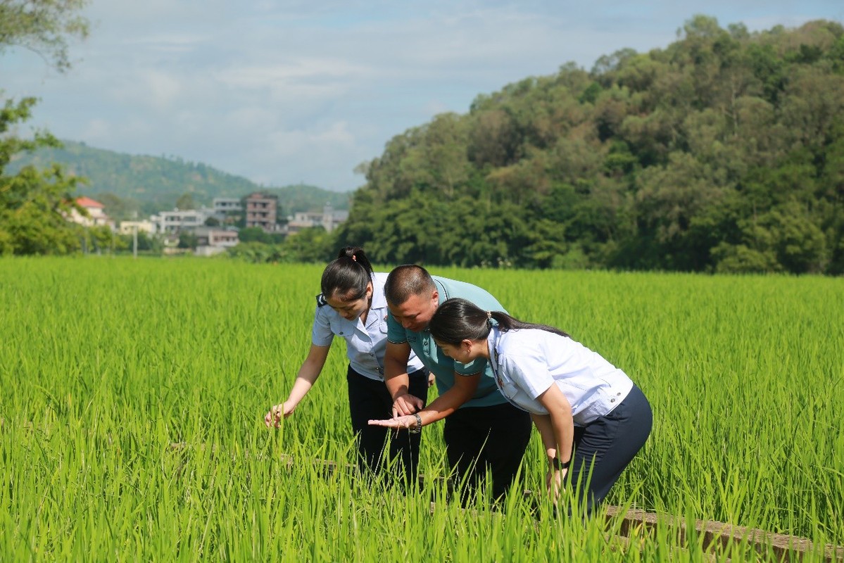 税惠“哺育”沃野 5g“丰”景独好