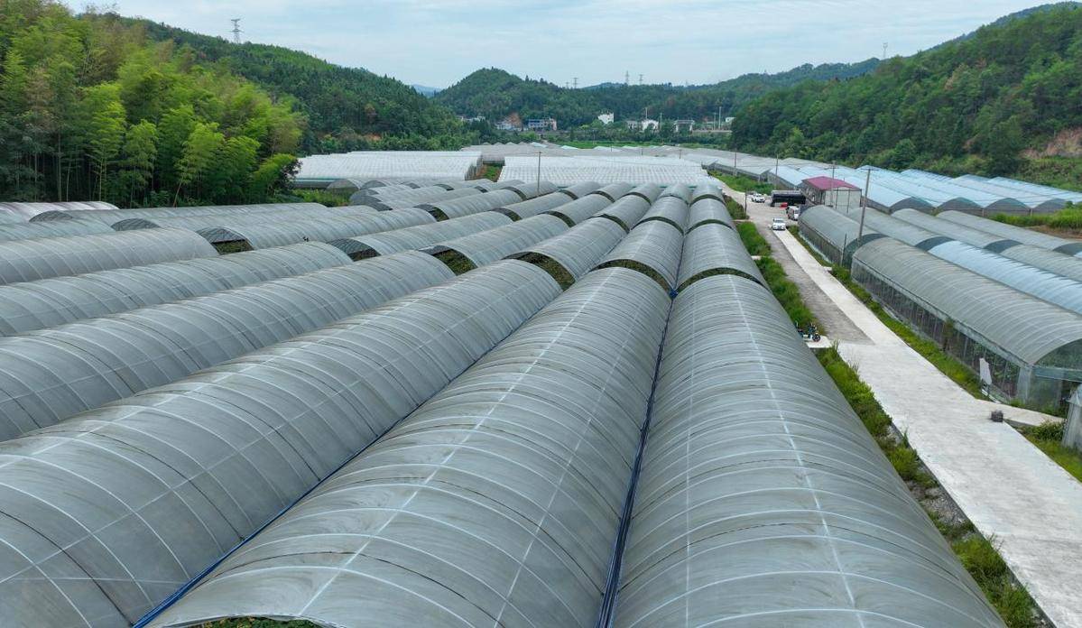 南平市：把葡萄做成乡村振兴主导产业