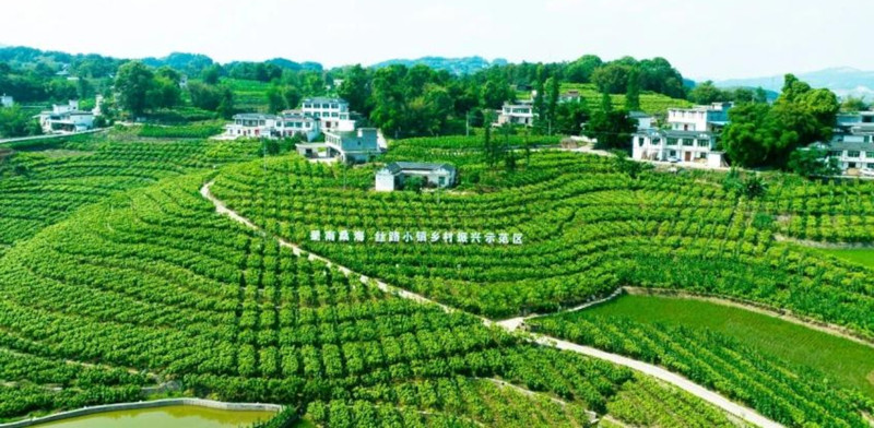 农发行四川高县支行：深耕“三农”勇担当 乡村振兴敢作为.jpg