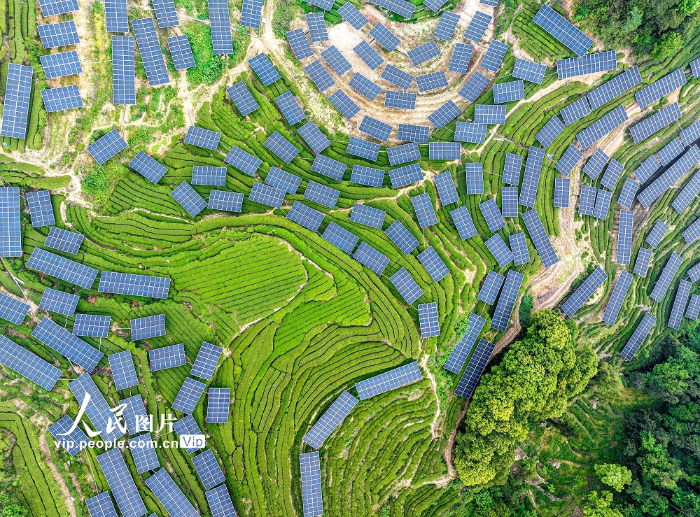 近年来，湖北省宜昌市秭归县推行“茶光互补”模式建设光伏发电场，促进农民增收，助力乡村振兴。