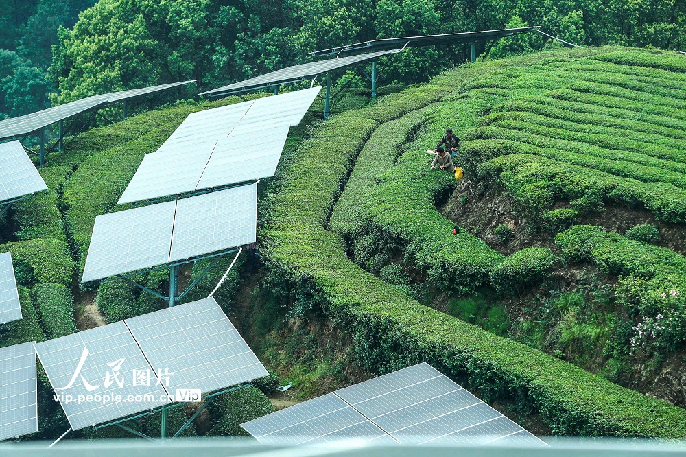 2025年4月26日，秭归县茅坪镇花果园村村民在“茶光互补”的茶园采收茶叶。