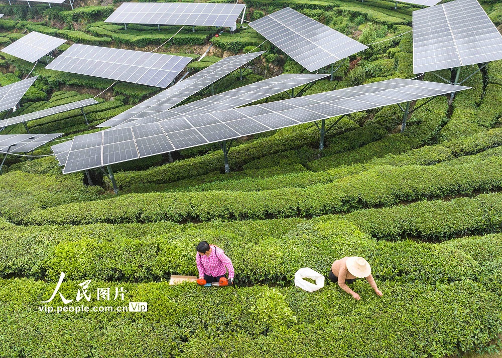 2025年4月26日，秭归县茅坪镇花果园村村民在“茶光互补”的茶园采收茶叶。