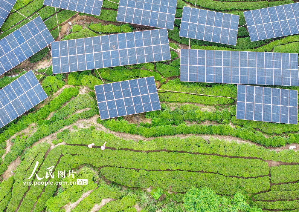 2025年4月26日，秭归县茅坪镇花果园村村民在“茶光互补”的茶园采收茶叶。