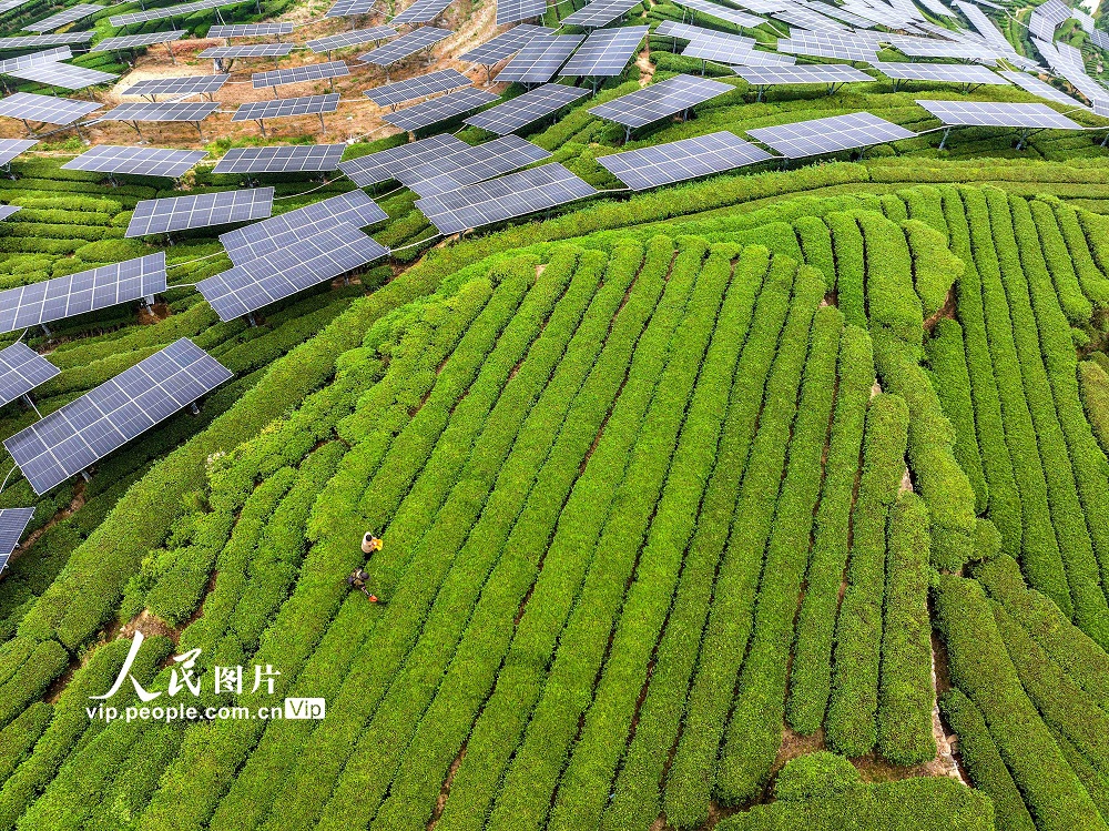 2025年4月26日，秭归县茅坪镇花果园村村民在“茶光互补”的茶园采收茶叶。