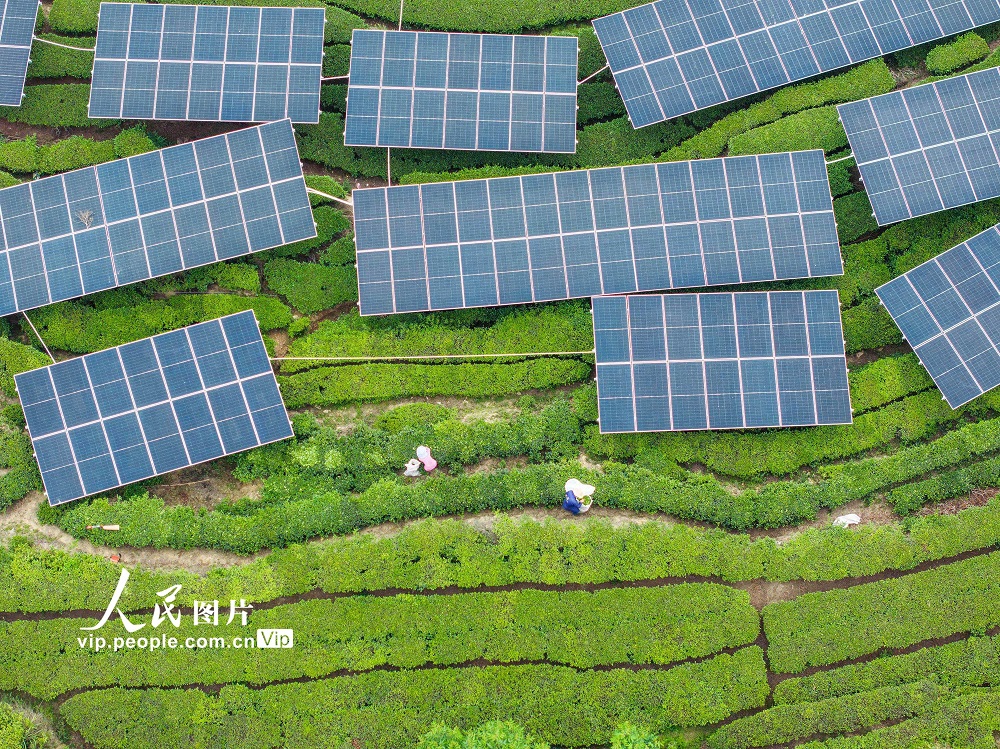 2025年4月26日，秭归县茅坪镇花果园村村民在“茶光互补”的茶园采收茶叶。